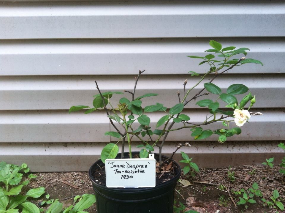  photo JauneDesprezJune2_zps4cceea8d.jpg